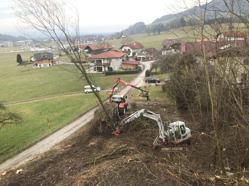 Kreuzerwirt - Baumfällung - Rodung - Energieholz-11