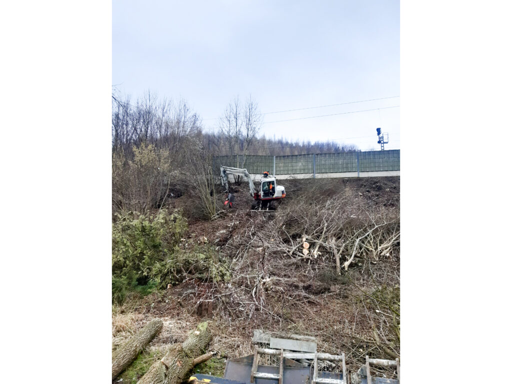 Kreuzerwirt - Baumfällung - Rodung - Energieholz-12