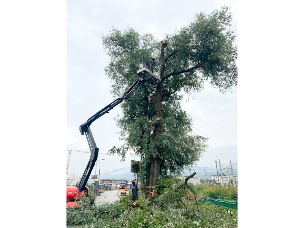 Kreuzerwirt - Baumfällung - Rodung - Energieholz-13