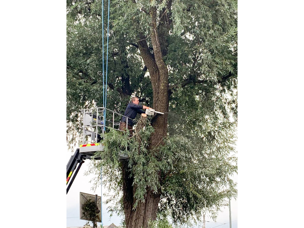 Kreuzerwirt - Baumfällung - Rodung - Energieholz-15