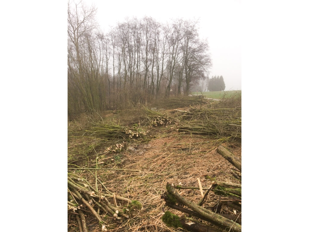 Kreuzerwirt - Baumfällung - Rodung - Energieholz-4