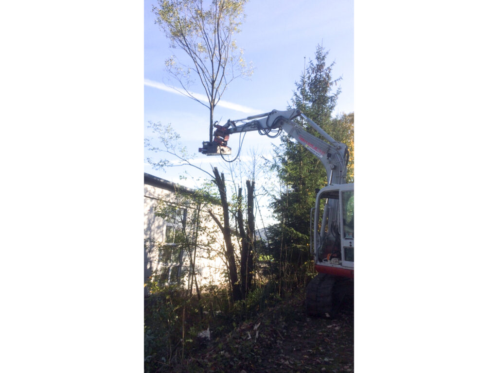 Kreuzerwirt - Baumfällung - Rodung - Energieholz-7