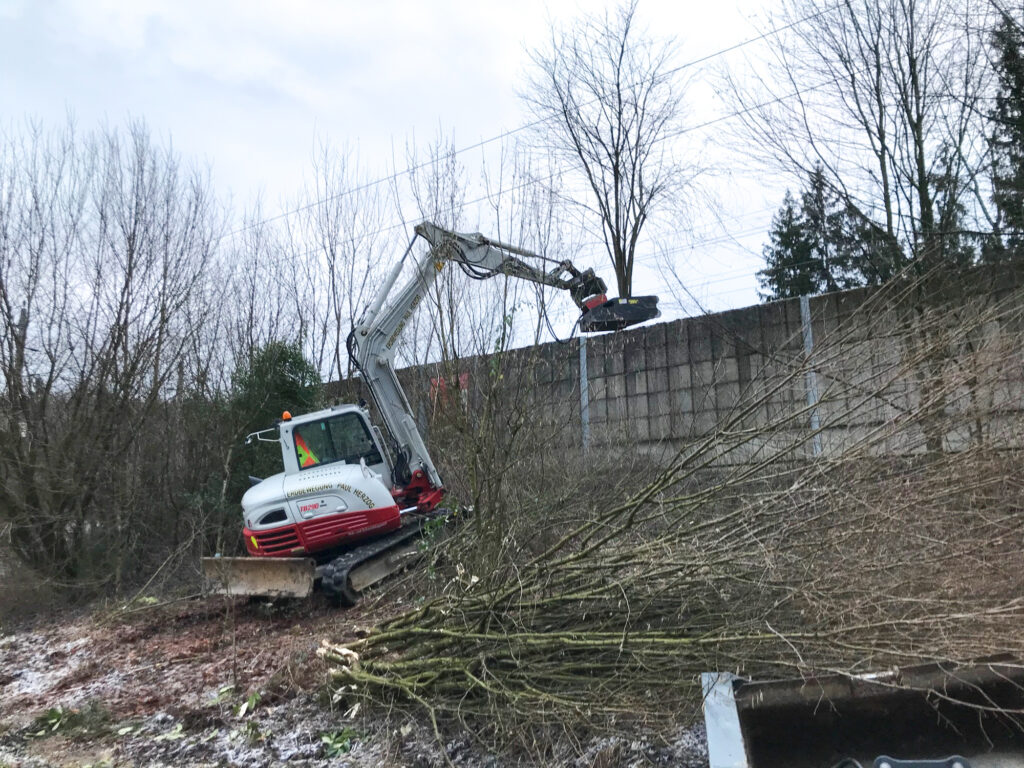 Kreuzerwirt - Baumfällung - Rodung - Energieholz-8